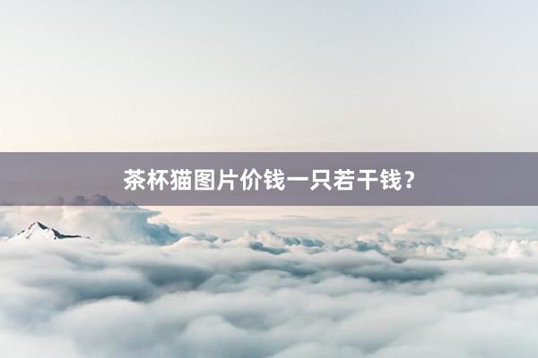 茶杯猫图片价钱一只若干钱?